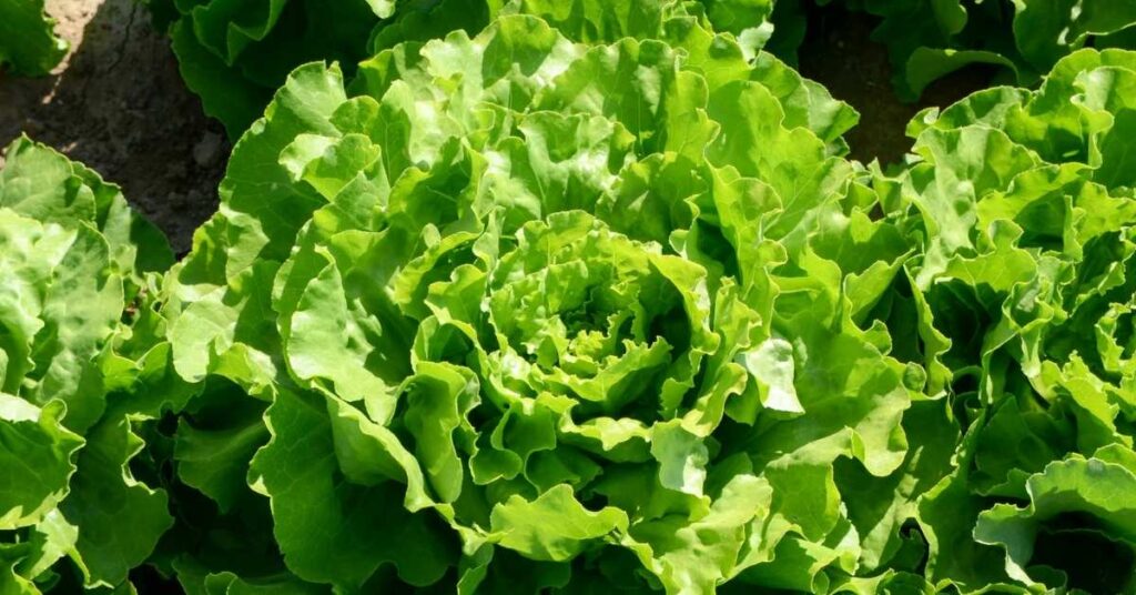 best vegetables to grow in September