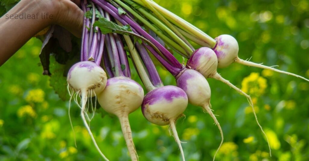 best vegetables to grow in September