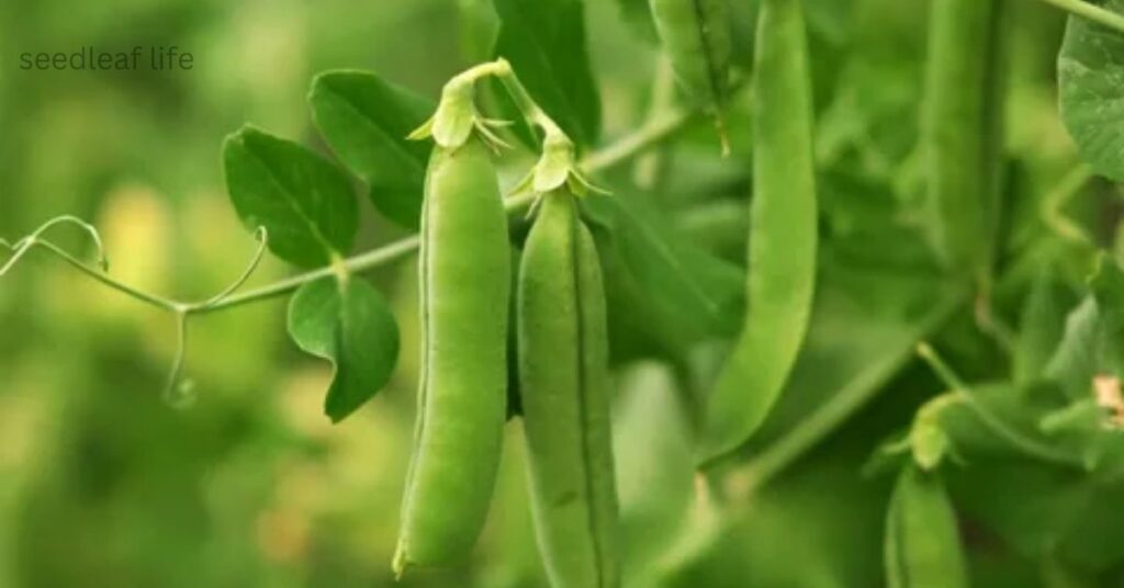 best vegetables to grow in September
