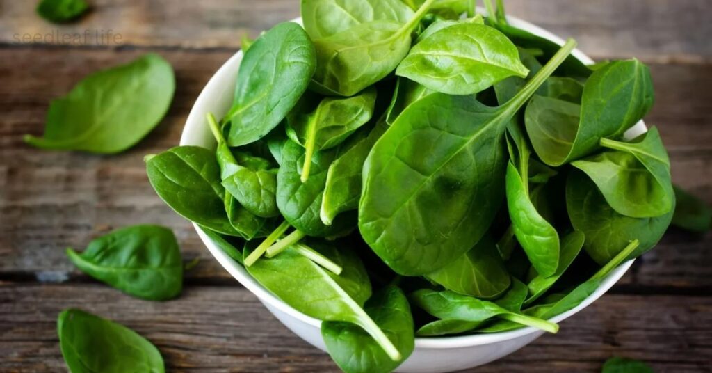 best vegetables to grow in September