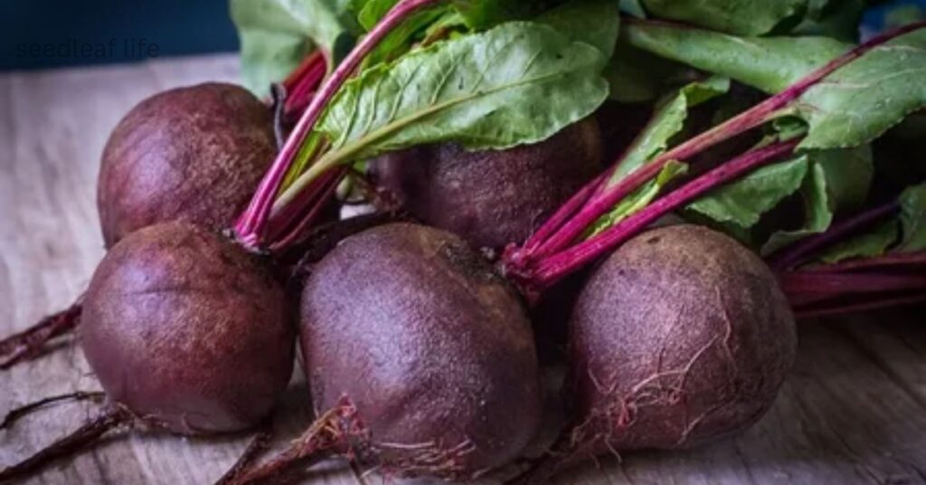 best vegetables to grow in September