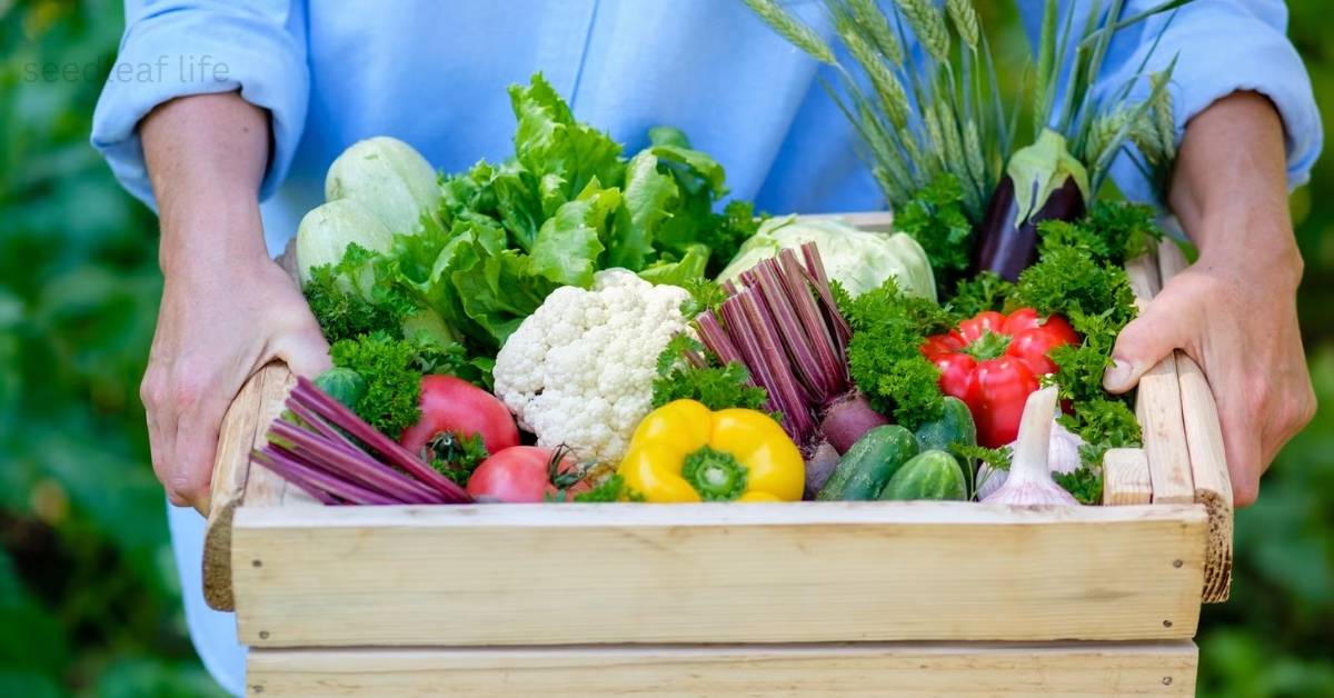 11 Best Vegetables to Grow in September in Cool Climate Countries