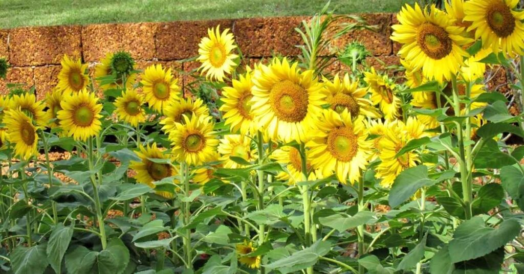 Yellow Plants