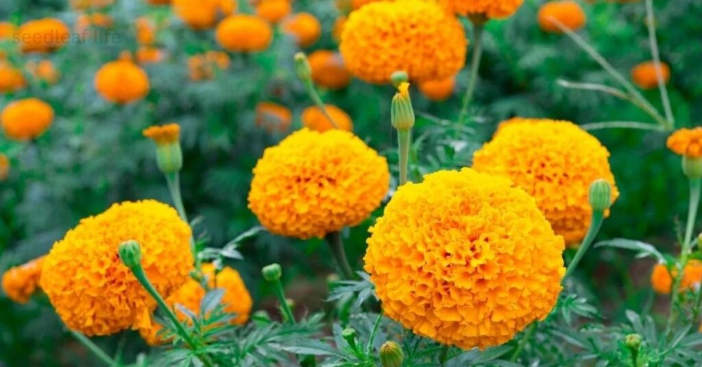 Yellow Plants