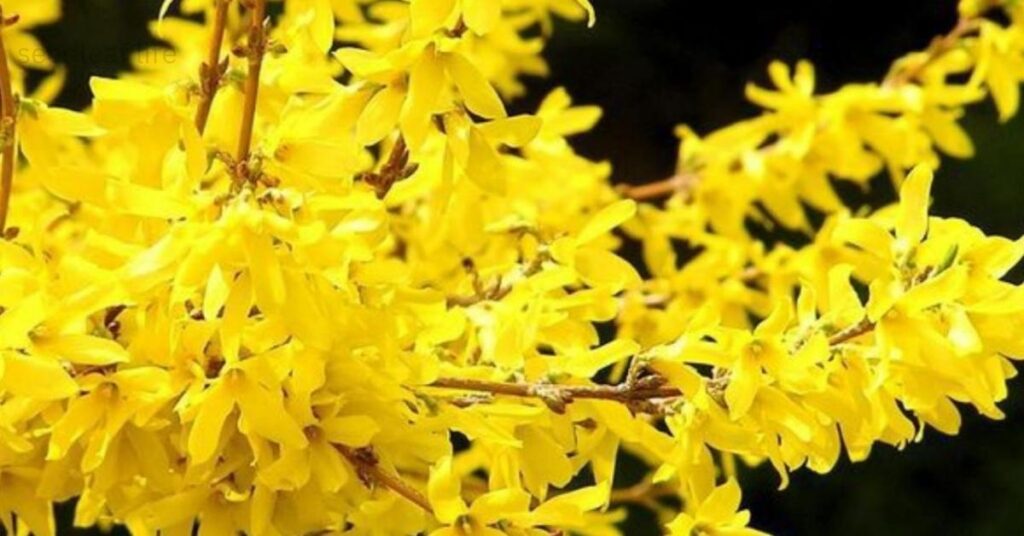 Yellow Plants