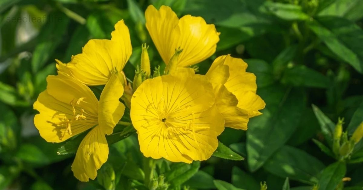 5 Beautiful Yellow Plants to Brighten Up Your Garden