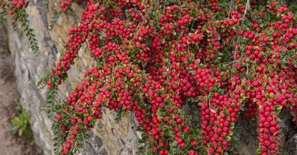 Care for Coniferous Trees with Red Berries