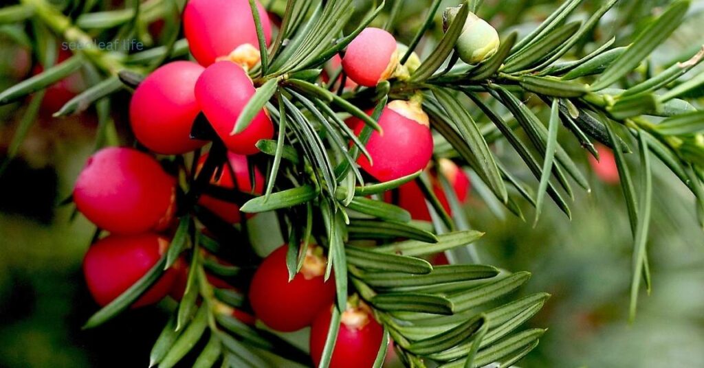  coniferous trees with red berries 