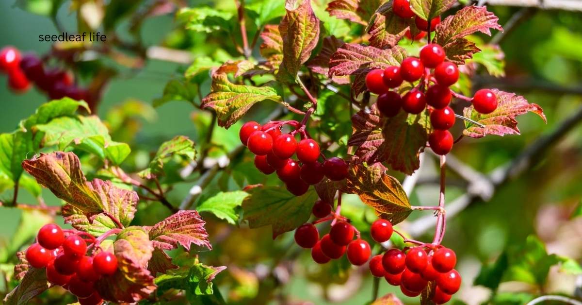 Beautiful Coniferous Trees with Red Berries You Must Know