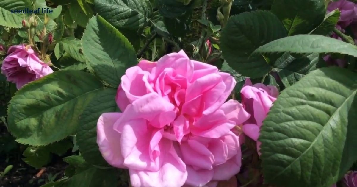 Damask Rose Plant: Where Beauty Meets Healing