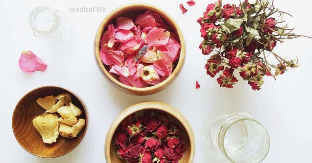 Benefits of Damask Rose Plant