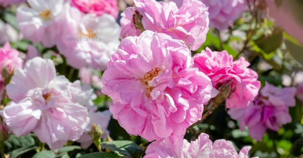 Damask Rose Plant