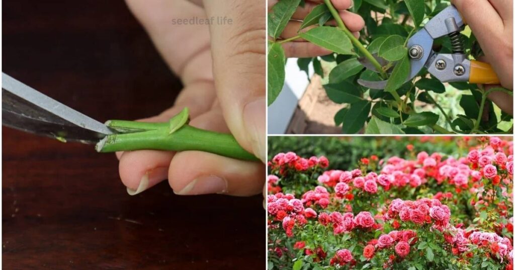 Propagation of Damask Rose Plant