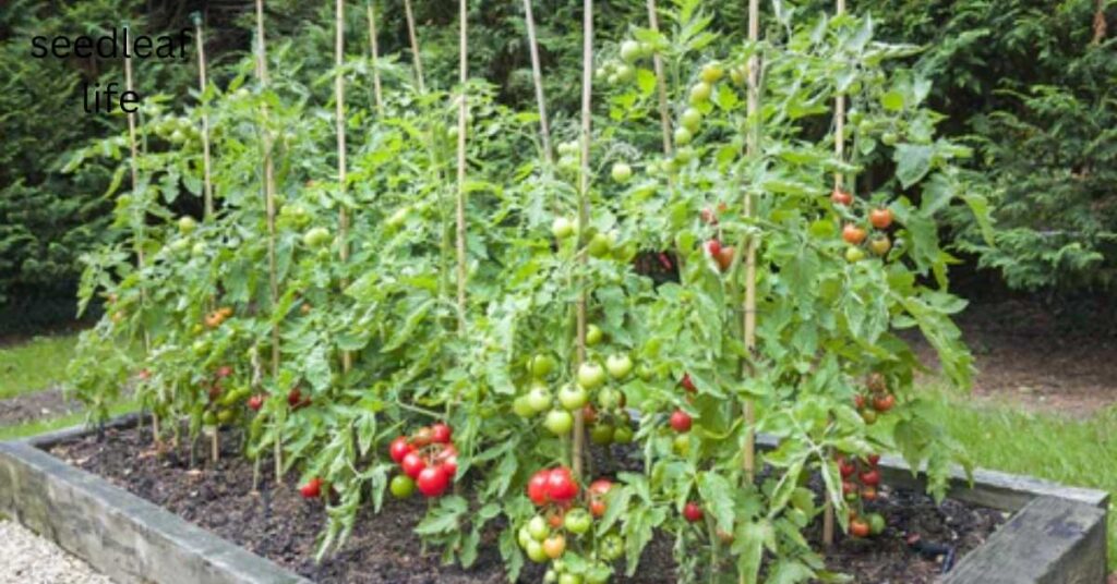 Determinate Tomatoes