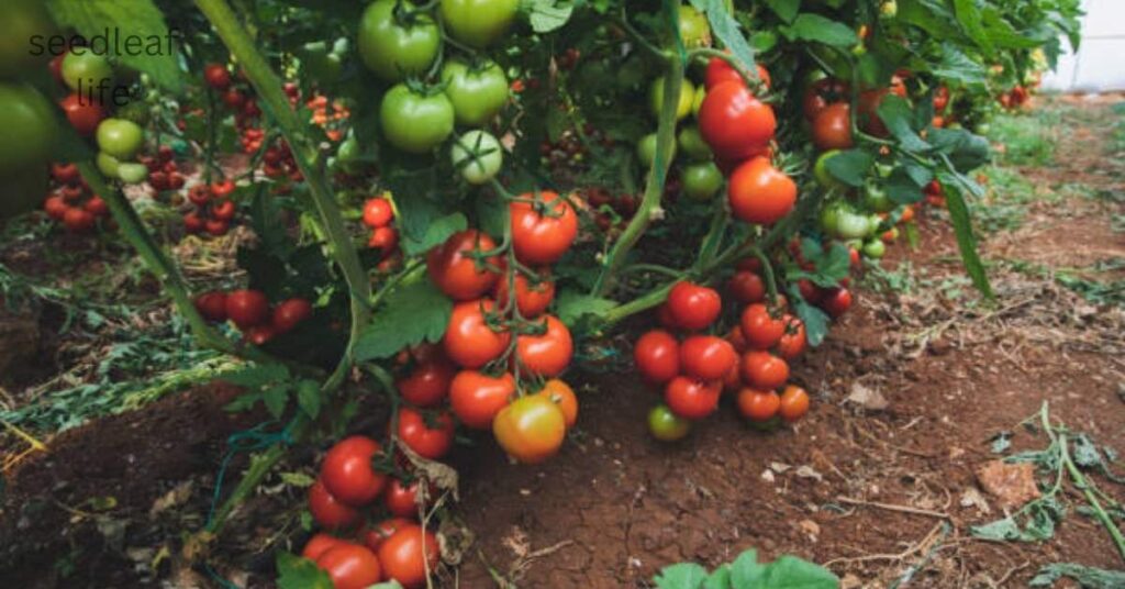 Determinate tomatoes