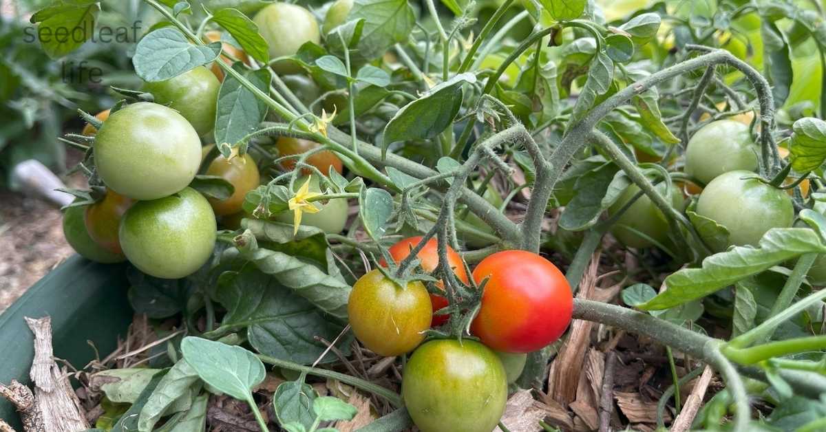 11 Best Determinate Tomatoes to Grow for a Bountiful Harvest