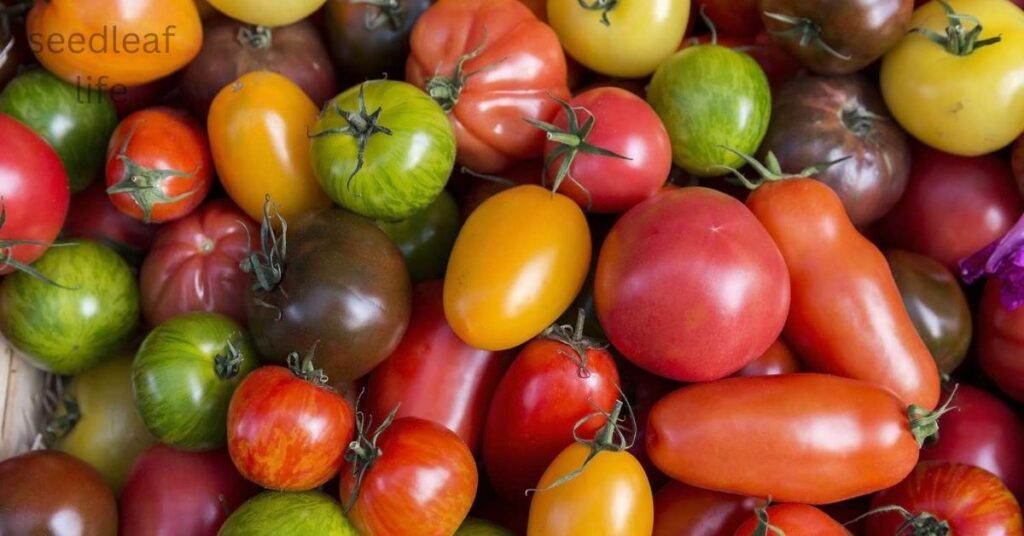 determinate tomatoes