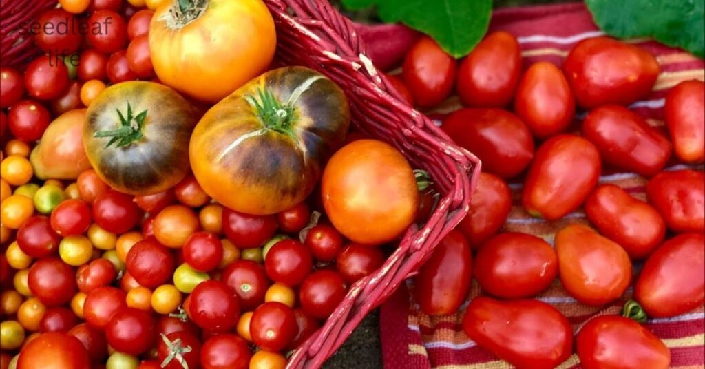 Determinate tomatoes