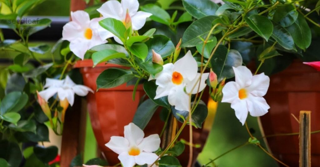 Dipladenia Planting