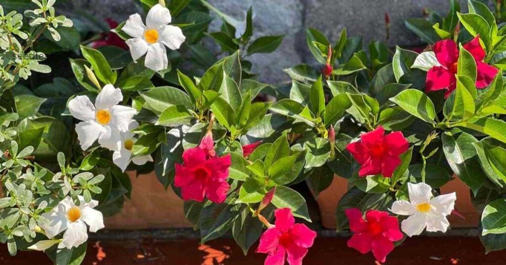 Dipladenia planting