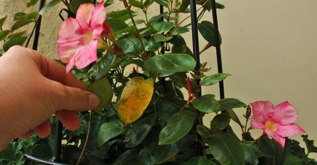 Dipladenia pests and diseases