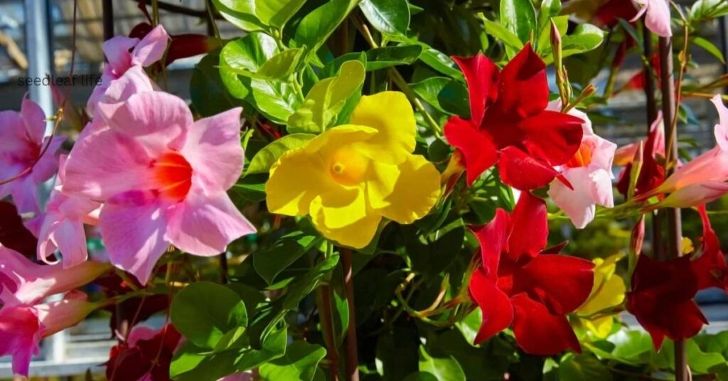 Dipladenia Temperature Needs