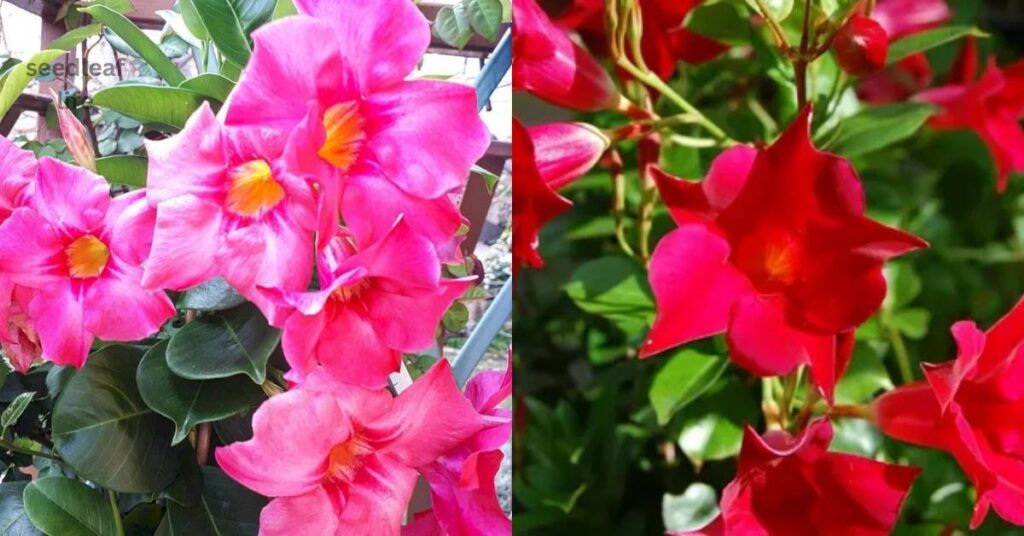 Dipladenia planting