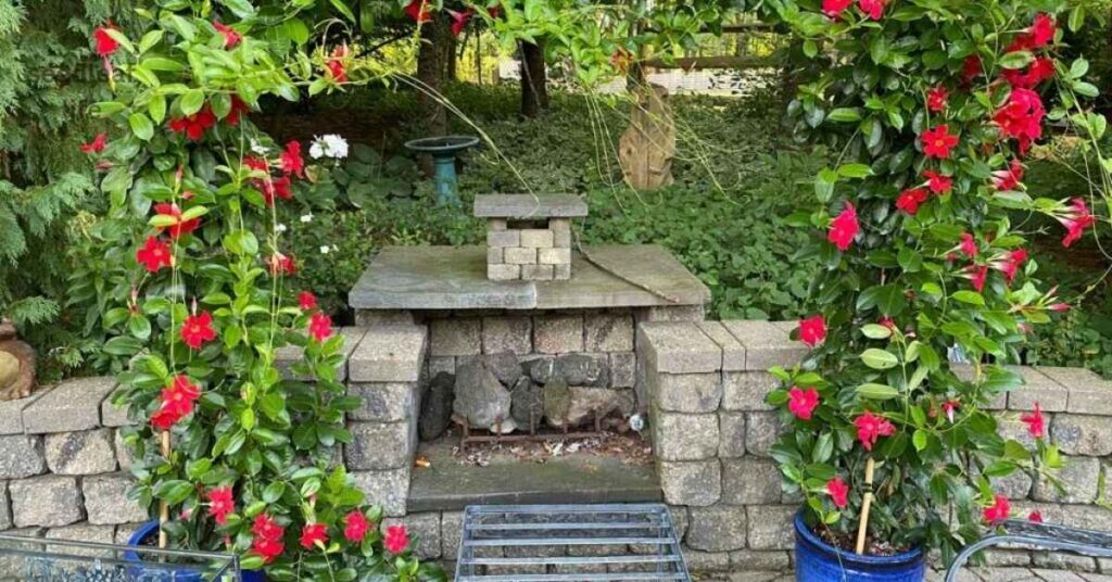 outdoor Dipladenia planting