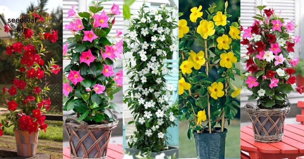 Dipladenia Varieties