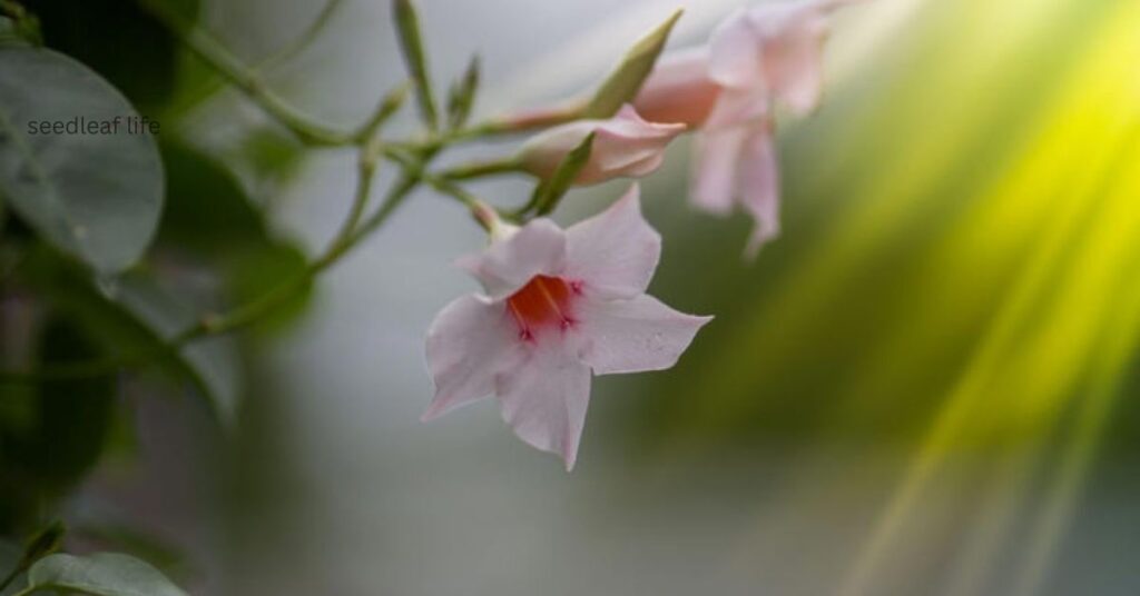 Dipladenia sunlight requirements