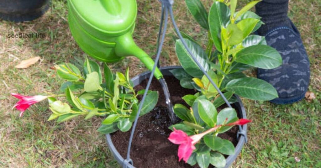 Watering Dipladenia