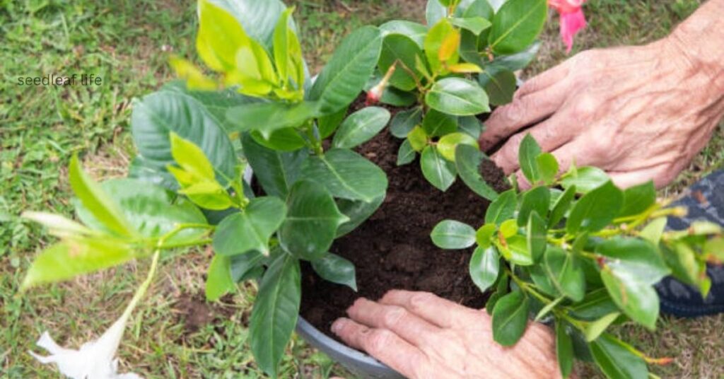 Dipladenia planting