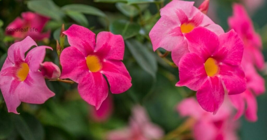 Dipladenia fertilizer