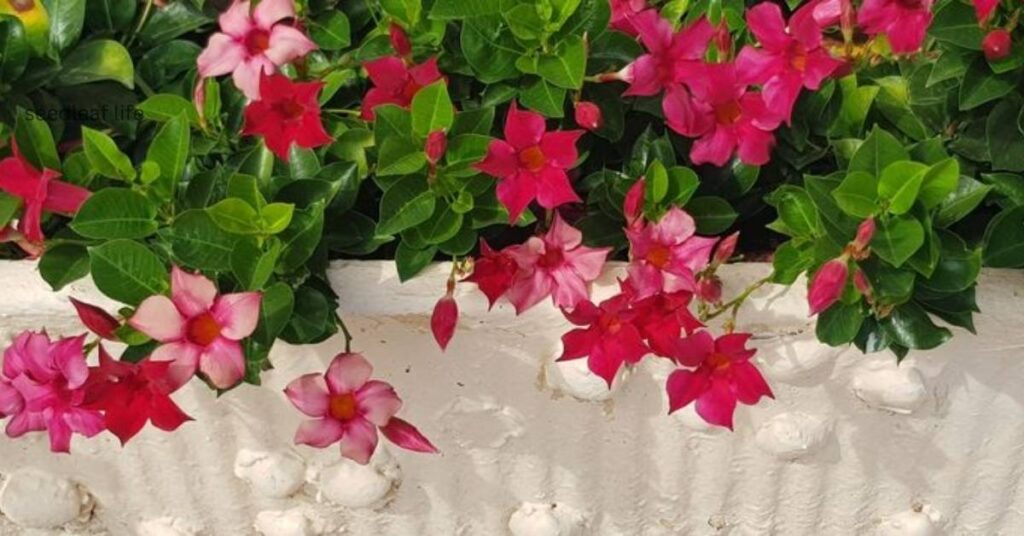 Dipladenia planting