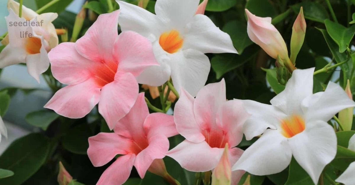 Dipladenia Planting Guide: How to Grow and Care for This Tropical Beauty