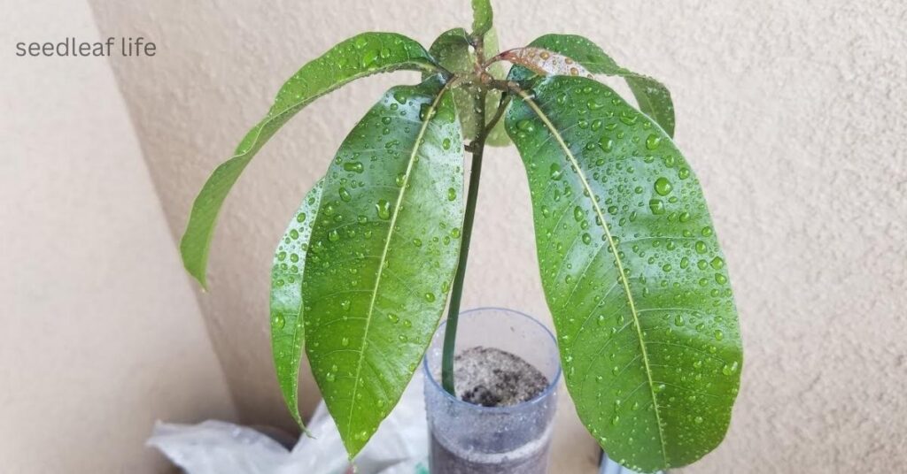 Seed to plant