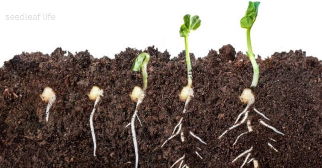 Seed to Plant