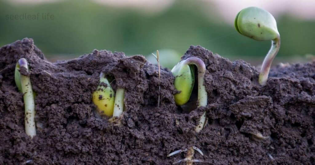 Seed to plant