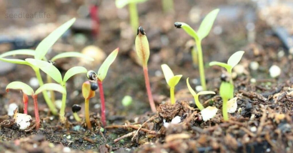Seed to plant