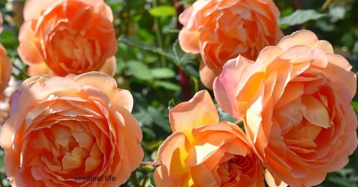 7 Steps to Grow Rose Lady Shalott – Complete Guide