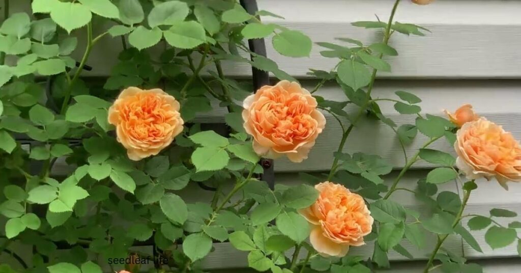 easy to grow roses