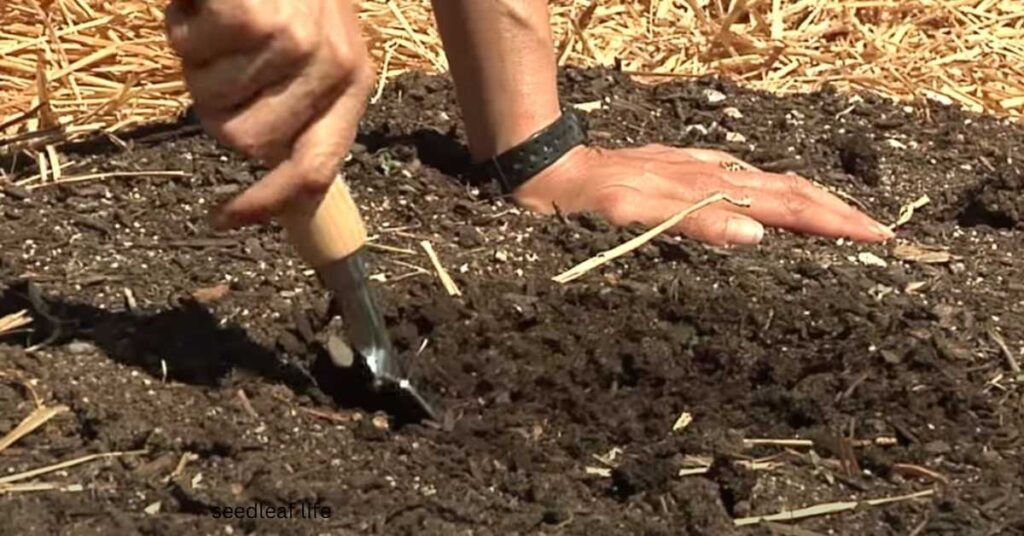 Preparing the Soil for Rose Lady Shalott