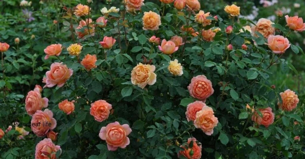 Planting Apricot-orange roses