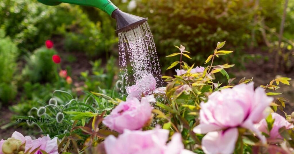 Watering and Feeding apricot-orange roses