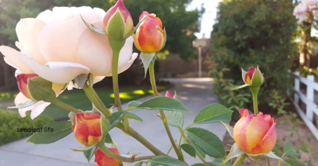 Rose Lady Shalott
