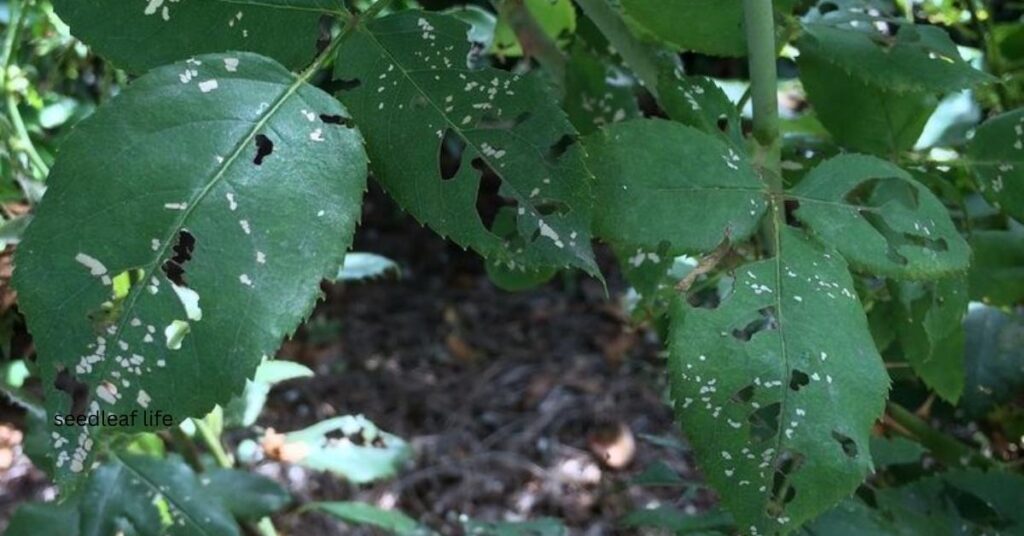 Protecting Rose Lady Shalott from Pests and Diseases