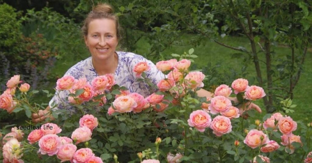 Rose Lady Shalott