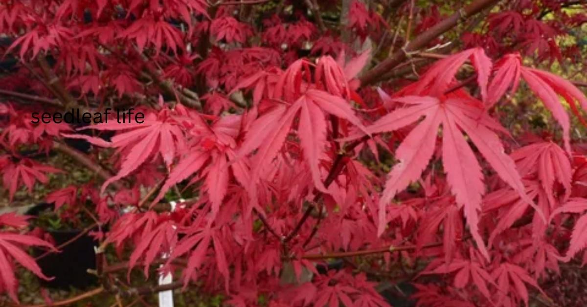 Japanese Acer in Pot: 9 Easy Steps to Grow and Care