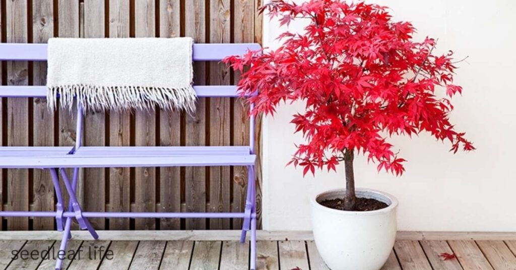 Japanese Acer in Pot