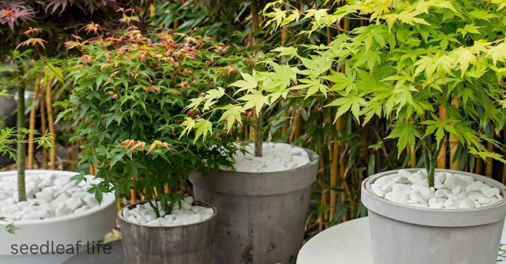 Japanese Acer in Pot